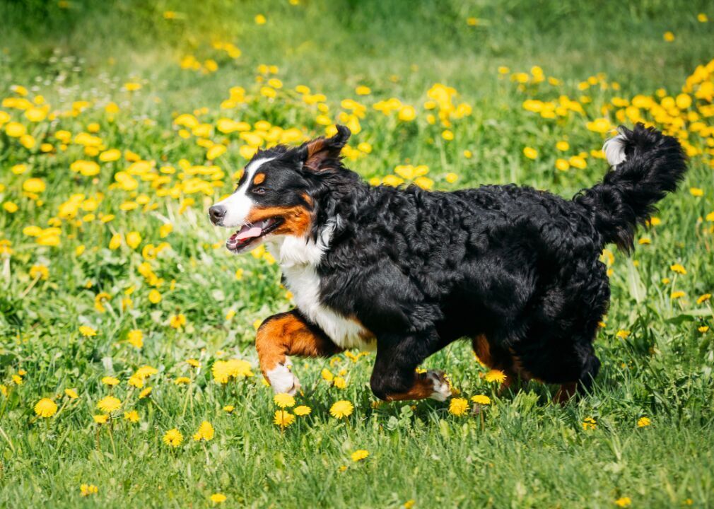 #27. Bernese mountain dog (tie)